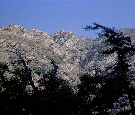 View up Allison Canyon