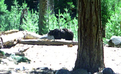 Bear at Paradise Valley Campground