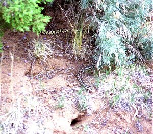King Snake in Kodachrome Basin